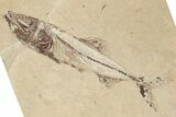 8.5" Cretaceous Fish (Spaniodon) With Pos/Neg - Hjoula, Lebanon - #202167-2